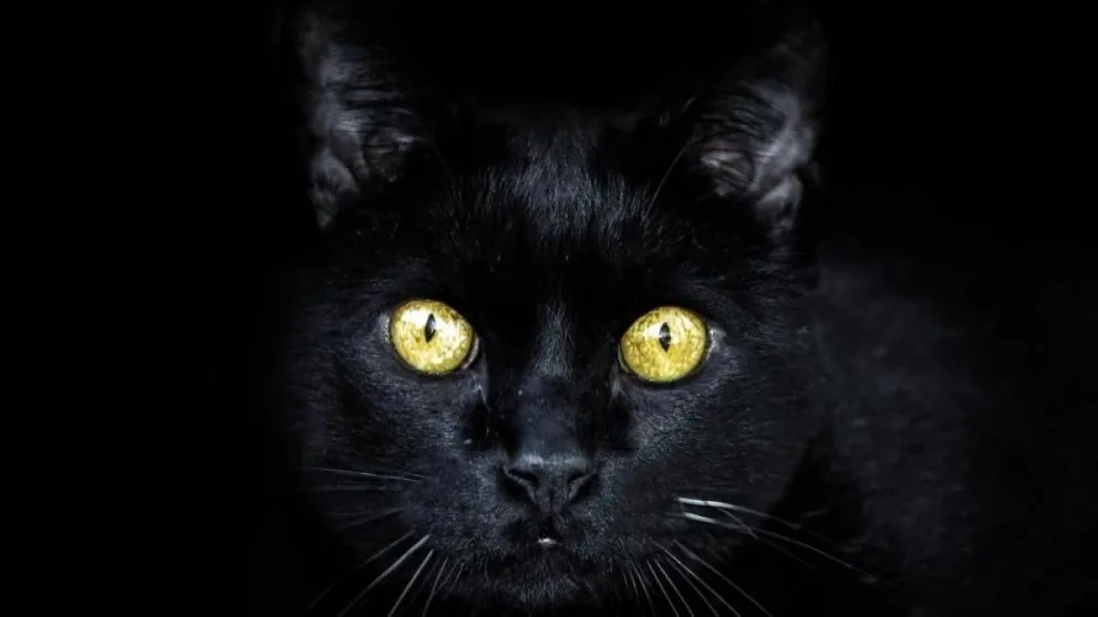 Alerta octubre: por qué no es recomendable dar en adopción animales durante este mes
