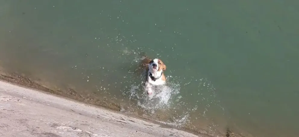 Pudo ser tragedia, fue solo un susto: perrita cayó al canal pero fue rescatada a tiempo