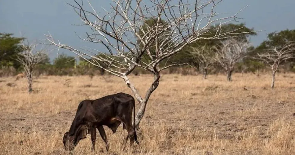 “El pronóstico es una herramienta más que tiene el productor en el campo” indicó Mussi.