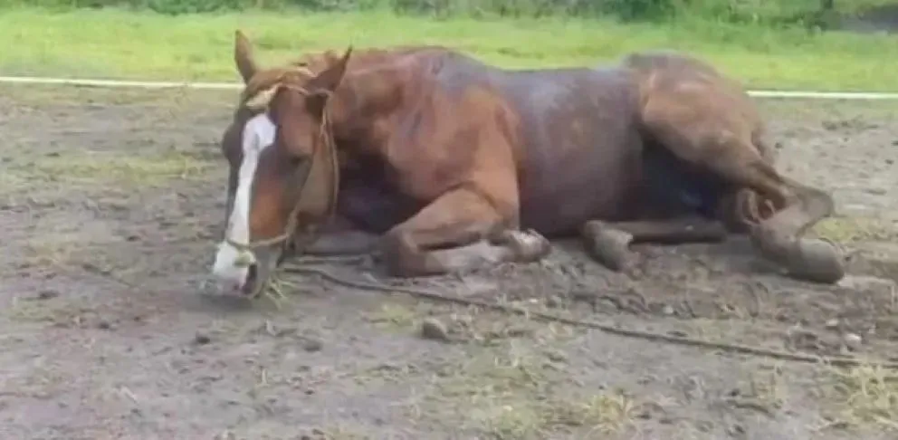 Encefalomielitis equina, un grave padecimiento que se retomó desde el año pasado.