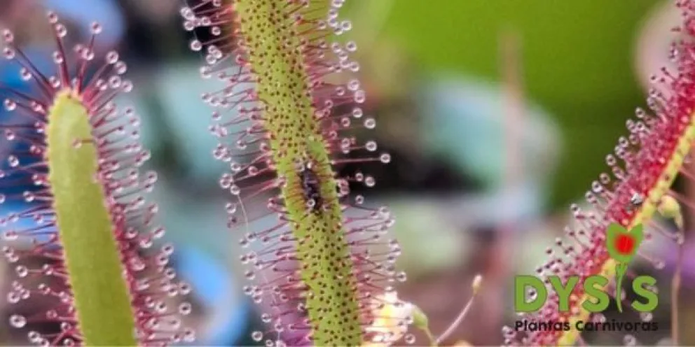 Dysis Carnívora: un invernadero con años de experiencia y especialización en plantas
