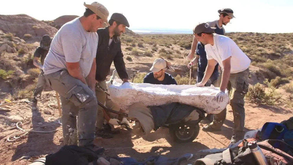 Descubren el fósil de un nuevo dinosaurio carnívoro a casi 150 kilómetros de Roca
