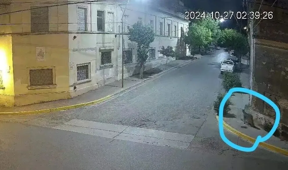 Encontraron un puma en pleno centro que volvió locas a las autoridades