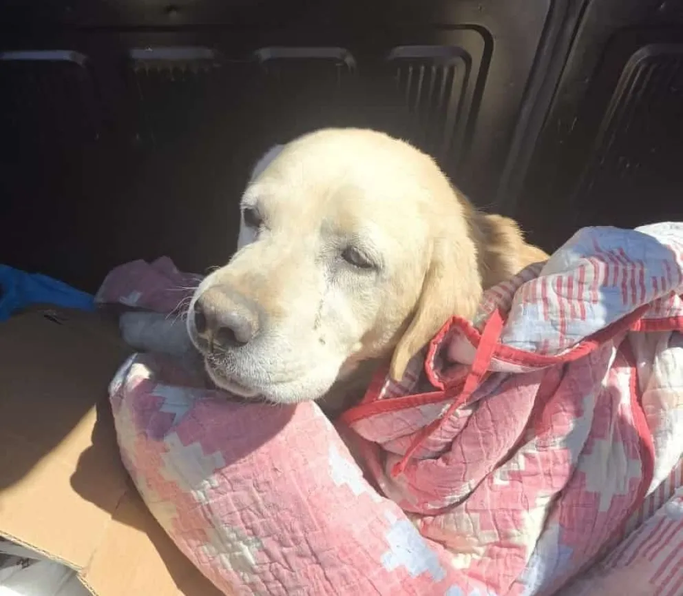Horror en barrio Malvinas: denuncian que queman y mutilan perros 