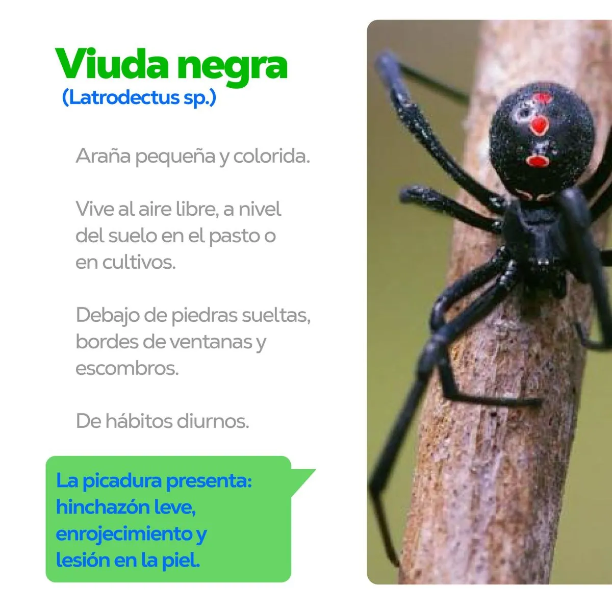viuda negra
