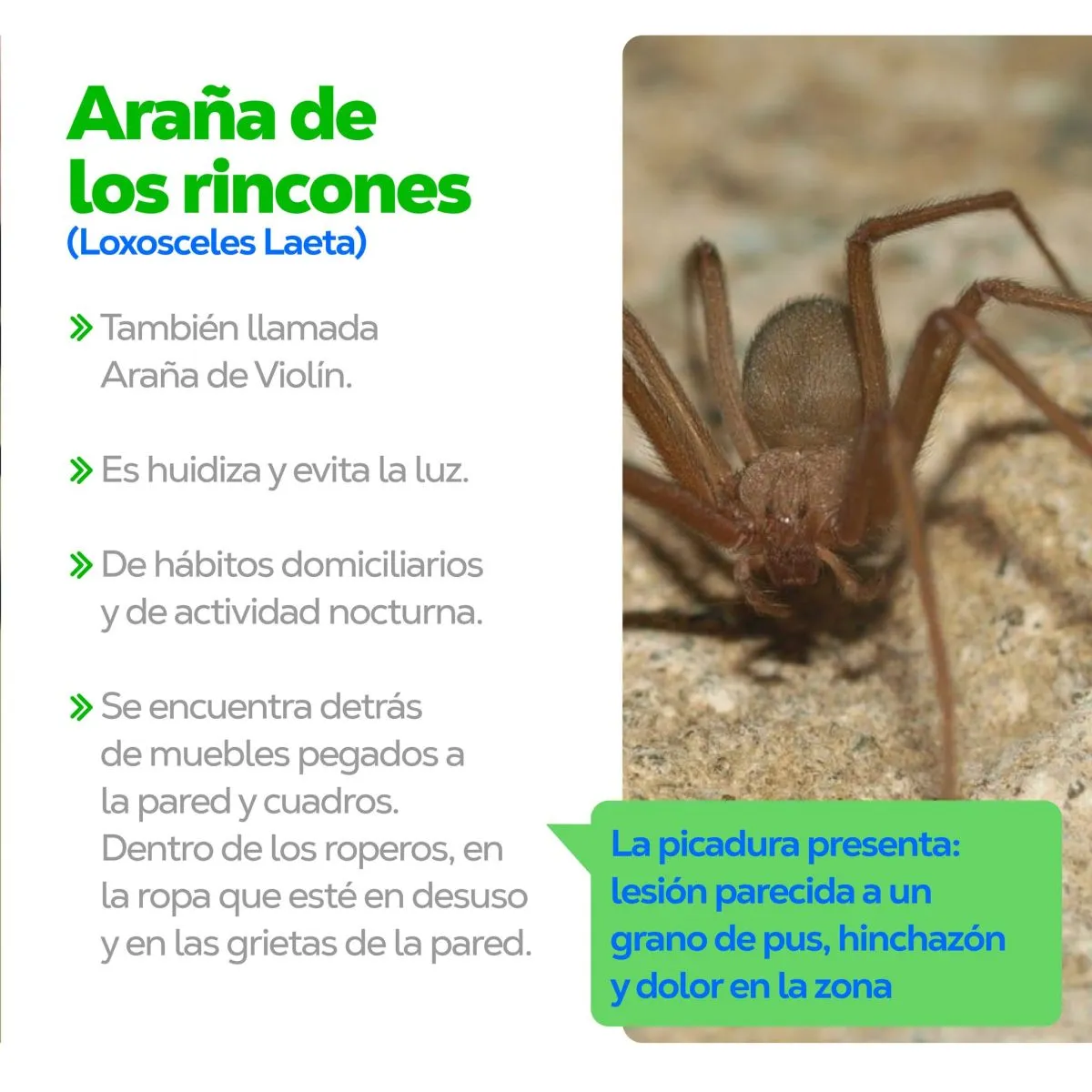 ara&ntilde;a de los rincones