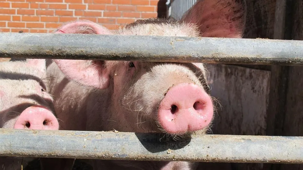 Estados Unidos: se detectó el primer caso de gripe aviar en un cerdo 