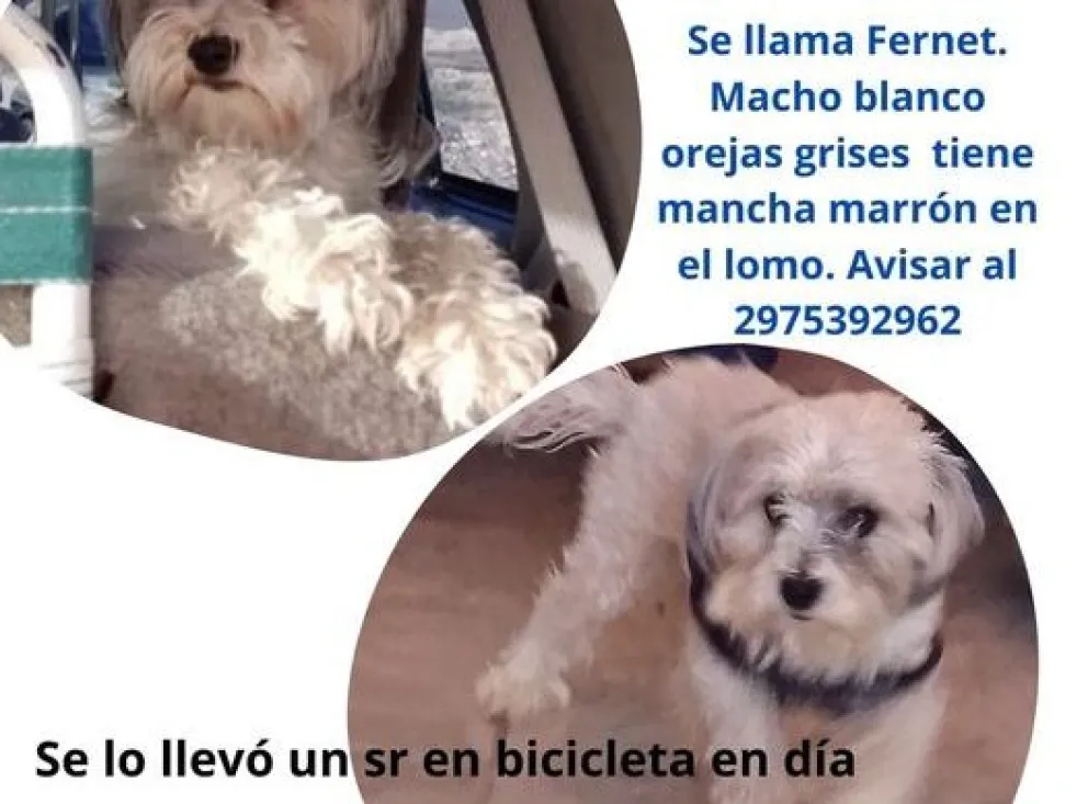 Dónde está "Fernet": les robaron el caniche y ofrecen 100.000 pesos para encontrarlo