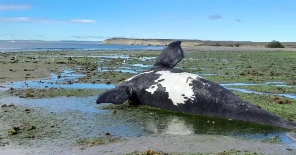 Según explicaron, la situación parece estar relacionada con una toxina natural asociada al fenómeno conocido como “marea roja”. Foto (Archivo).