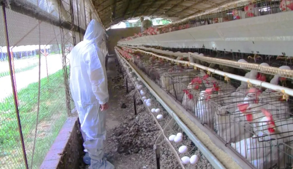 Intensifican controles sanitarios en avícolas de la región para prevenir influenza aviar