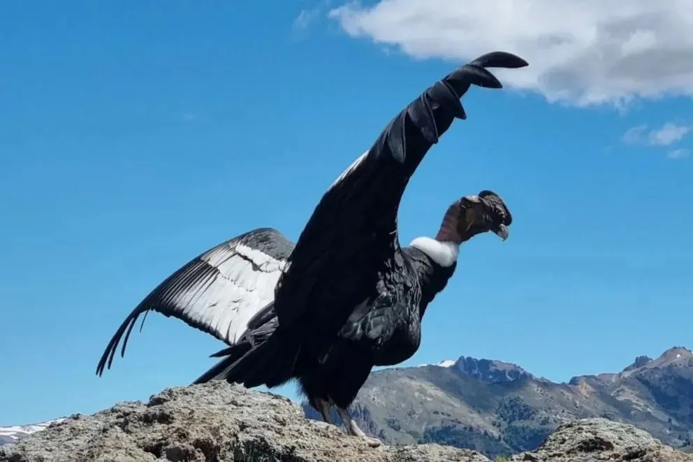 Video: Encuentro con un majestuoso cóndor andino en Bariloche