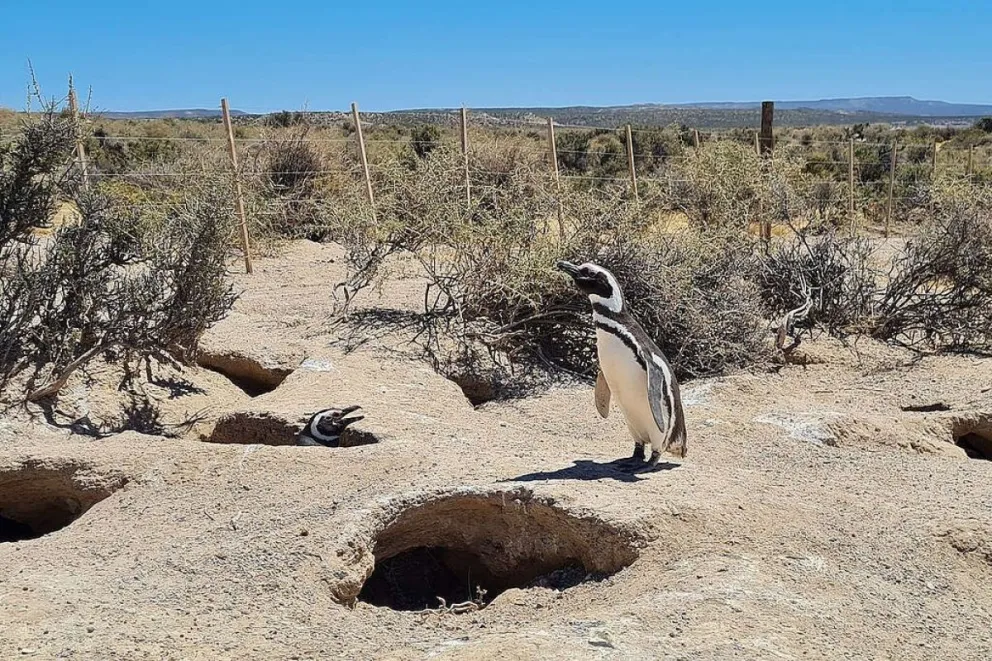 Matanza de pingüinos en Punta Tombo: el empresario fue condenado pero no irá preso