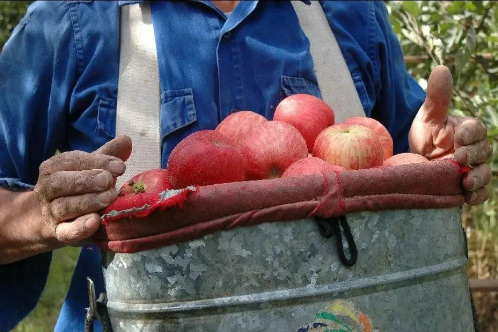 Homenaje a los que hacen grande al Alto Valle: abren postulaciones para reconocer a productores 