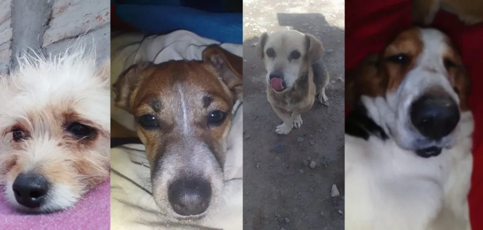 Fueron su refugio y hoy vive para ellos: dedica todo su amor y contención a los perros callejeros