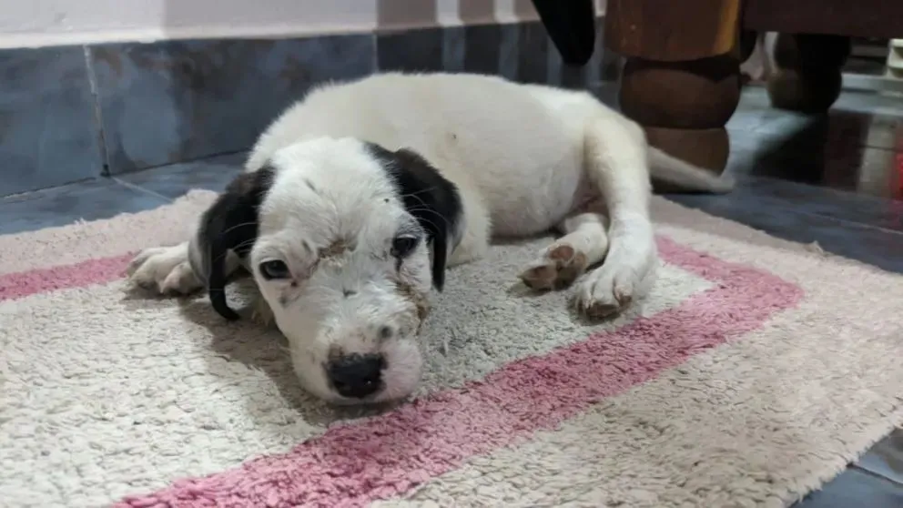 El cachorro "Amor" está internado en Neuquén. Lo habían tirado al basural en la zona del Parque Industrial. Foto (LCR).