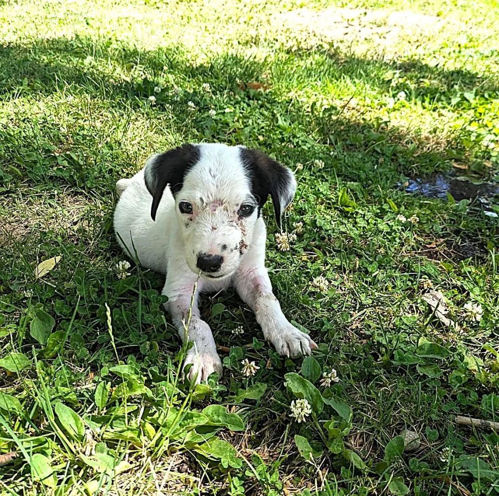 Buenas noticias: ¿cómo sigue “Amor”, el cachorro encontrado en el basural?