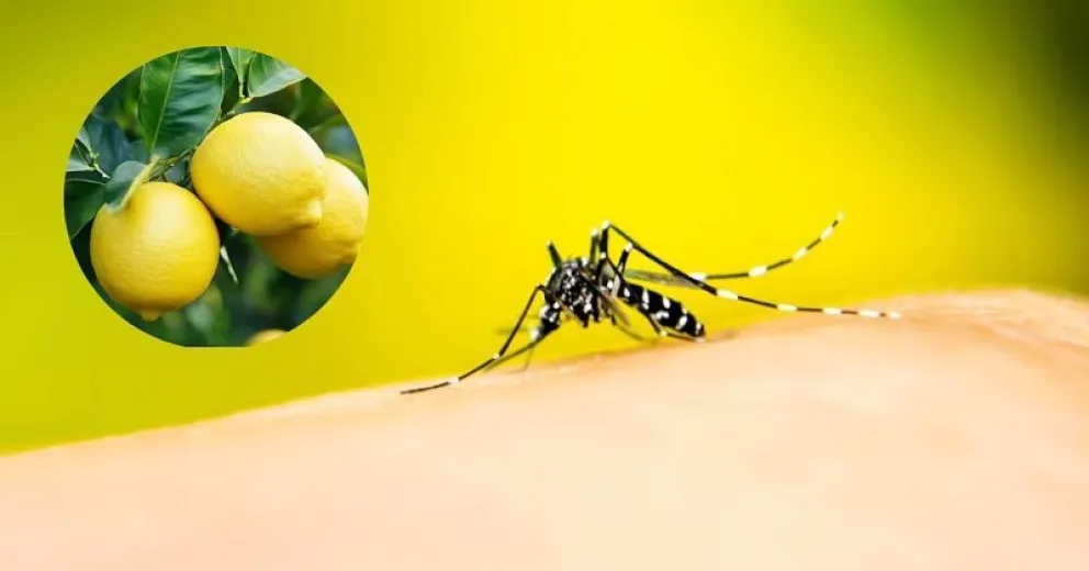 Cómo es el truco casero más efectivo para repeler a los mosquitos en verano