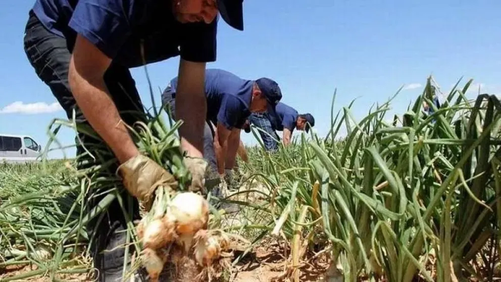  “Los precios, por tanta oferta y la baja demanda de cebolla, tienden a ser muy bajos”.