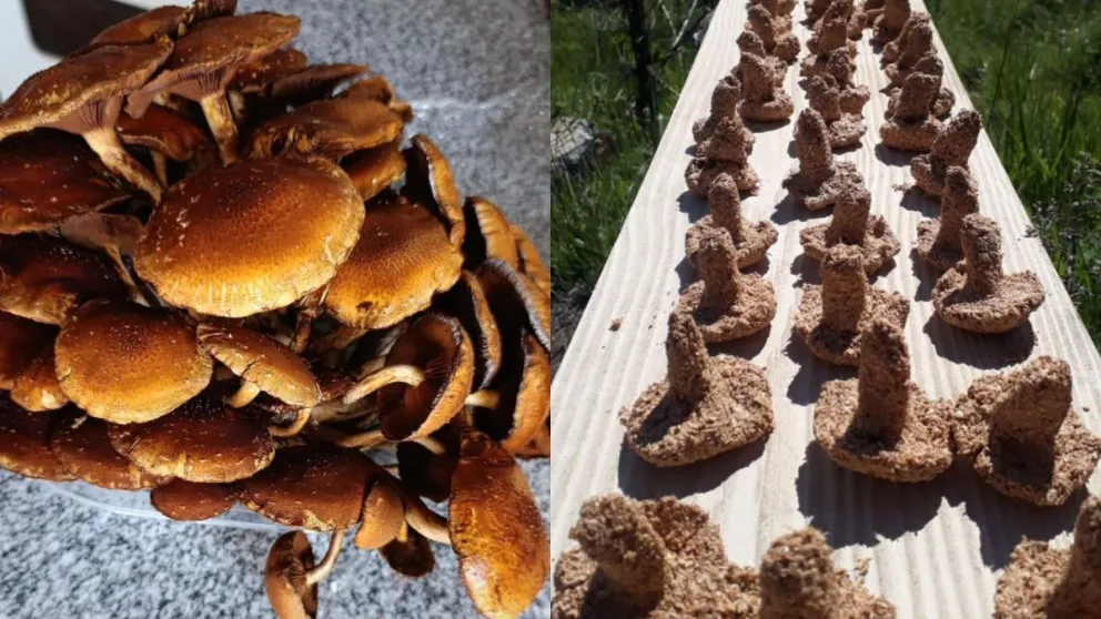 Hongos: un mundo fascinante que poco a poco se abre paso en el Alto Valle