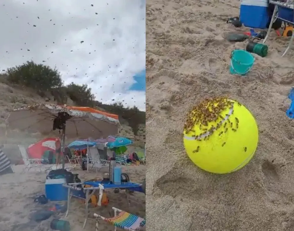 El 1 de enero de 2025 sorprendió a una familia de Roca que se encontraba veraneando en la playa de Las Grutas. Foto (NoticiasNet).