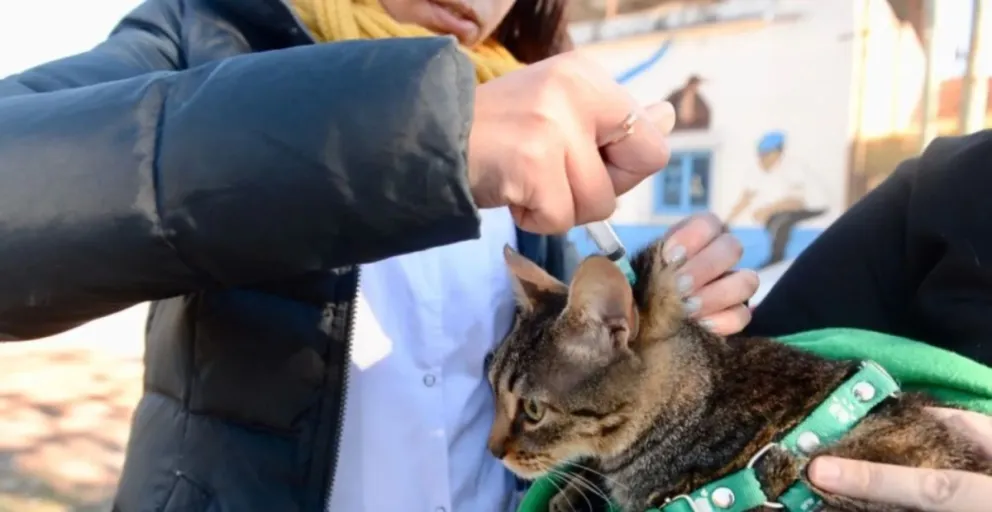 Solicitan llevar a los animales de compañía con las medidas de sujeción correspondientes, según Ordenanza Nº 4808/17 "Tenencia Responsable de Mascotas". (Foto: gentileza).