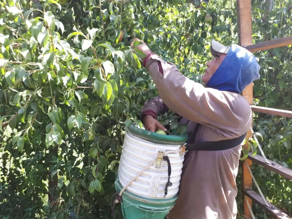 La normativa está vigente desde el 1° de enero de 2025 (archivo).
