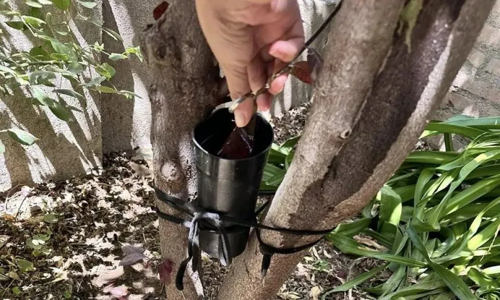 Se colocaron trampas en distintos puntos de la ciudad, tanto en la zona urbana como la rural (Diario Digital LCR).