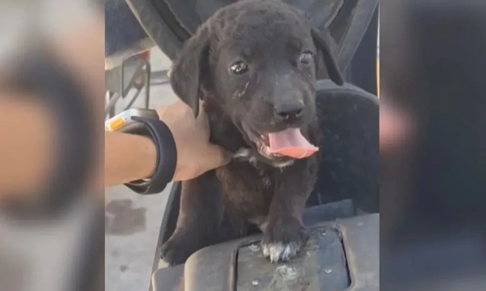El perrito estaba atrapado debajo del asiento de la moto. (Foto ANRoca)