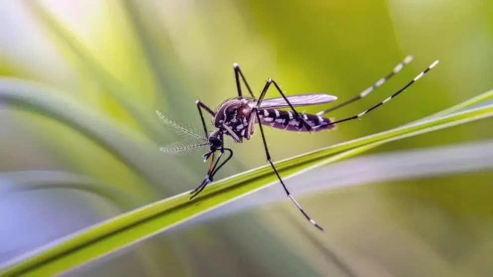 El aspecto más importante para prevenirlo es vaciar y limpiar recipientes que acumulen agua estancada. (Foto archivo)