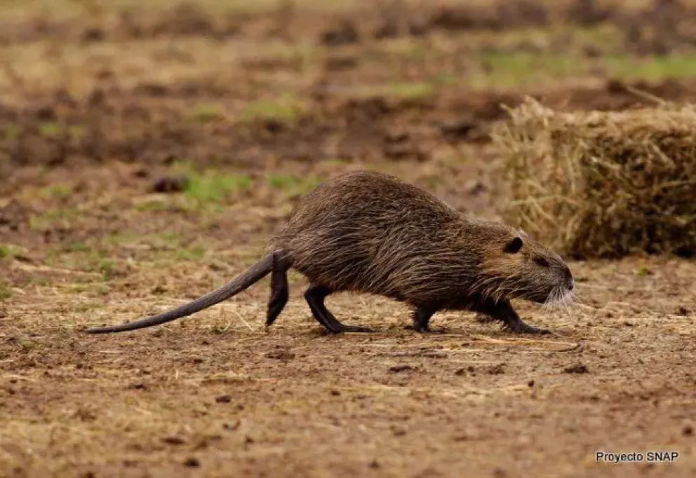 El coipo Myocastor coypus se distribuye ampliamente en Argentina (Imagen archivo)