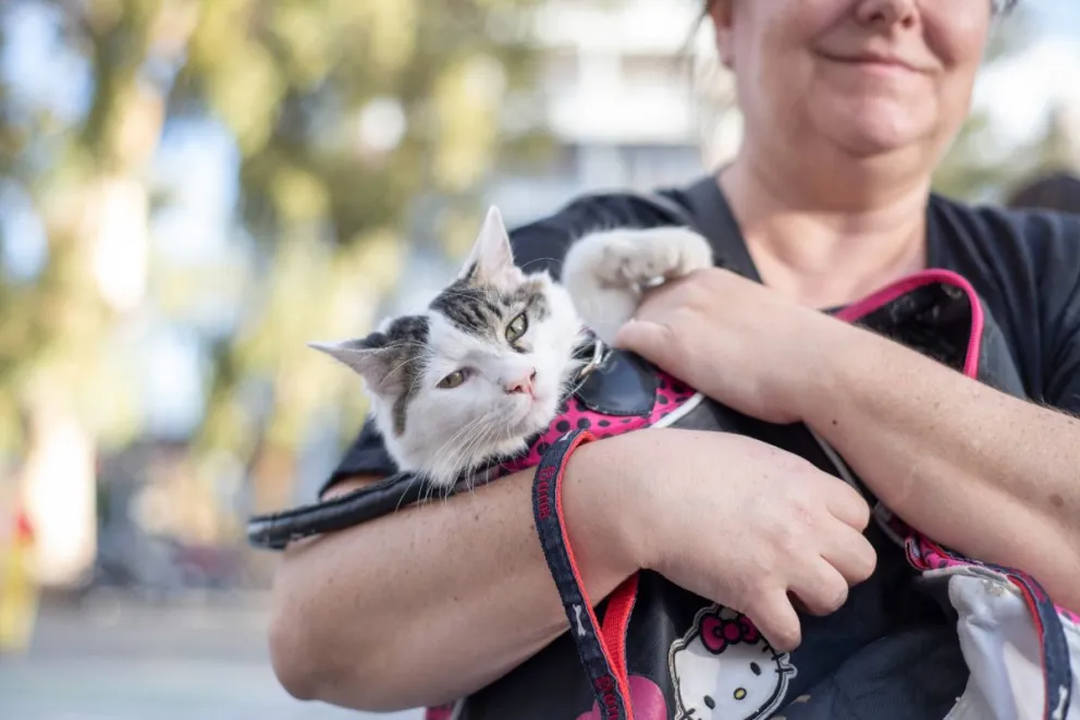 La castración quirúrgica comenzará el lunes 3 de febrero. (Foto gentileza)