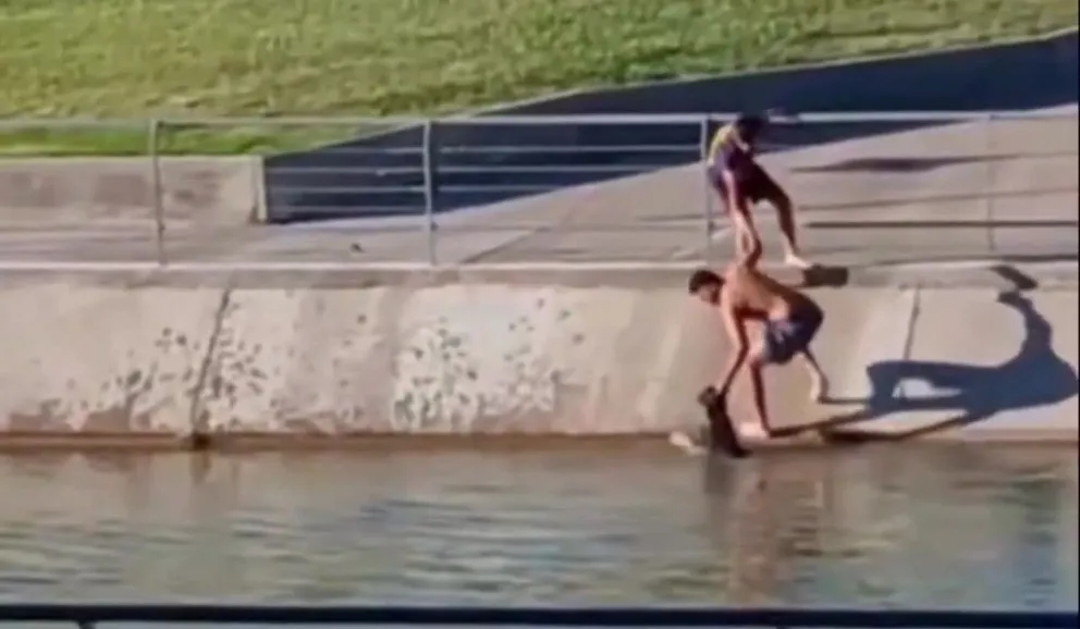 El animal se habría acercado al canal para beber agua y se cayó adentro. (Foto gentileza)