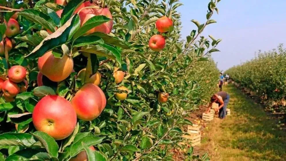 El mayor problema del temporal, además de la lluvia, fue el viento, que causó destrozos para los productores. Foto (Cipo360).
