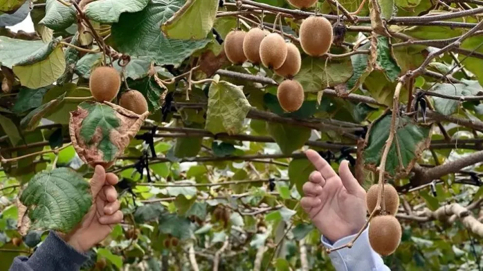 La provincia cuenta con tres valles con distintos climas -Alto Valle, Valle Medio, Inferior- lo que la hace ideal para cultivar diversas especies. Foto (7 en Punto).