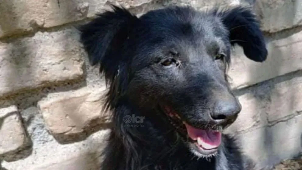 Una familia de Chichinales decidió adoptarla y brindarle la vida que merece. (Foto Diario Digital LCR)