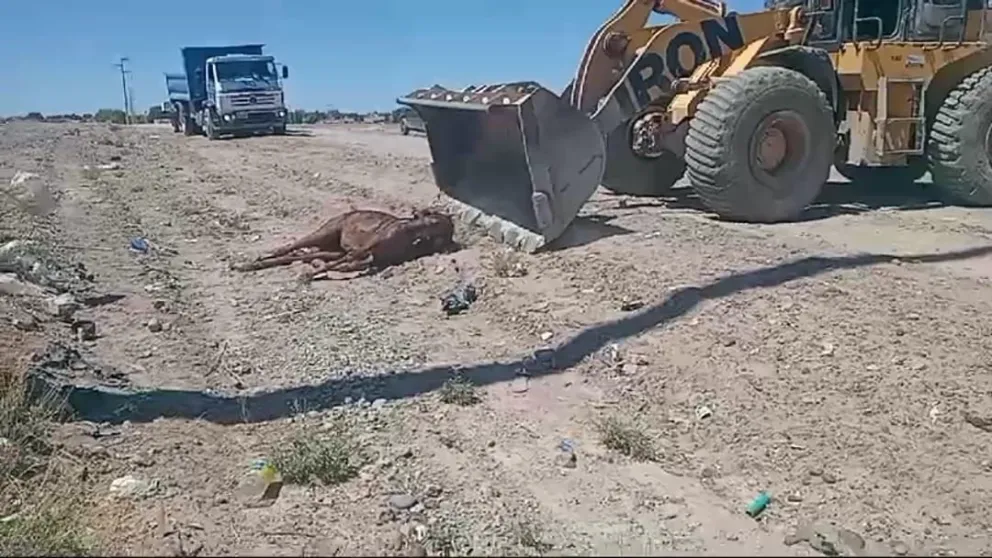 El animal presentaba signos de maltrato, en su lomo, nuca y patas.