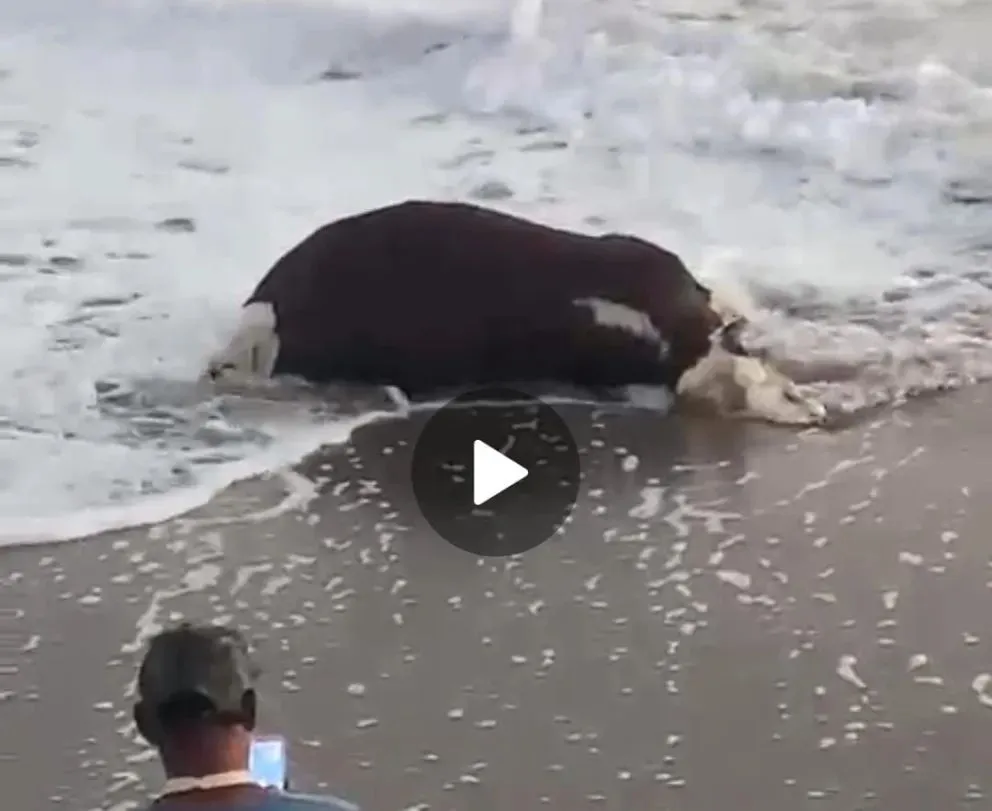 Sorpresa y media en Las Grutas por el hallazgo de una vaca muerta en el mar.