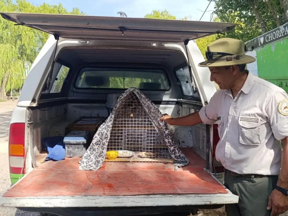 Los cardenales de copete rojo son potenciales transmisores de psitacosis. (Foto gentileza)