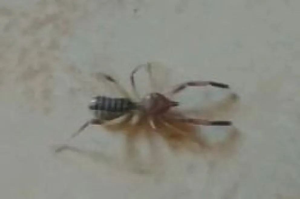 Tiene una apariencia intimidante, pero no es venenoso y no es riesgoso para las personas (captura de video).