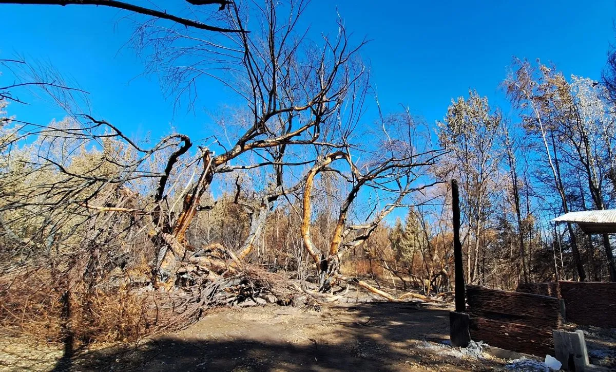 &Aacute;reas devastadas por los incendios. Foto (Gentileza)