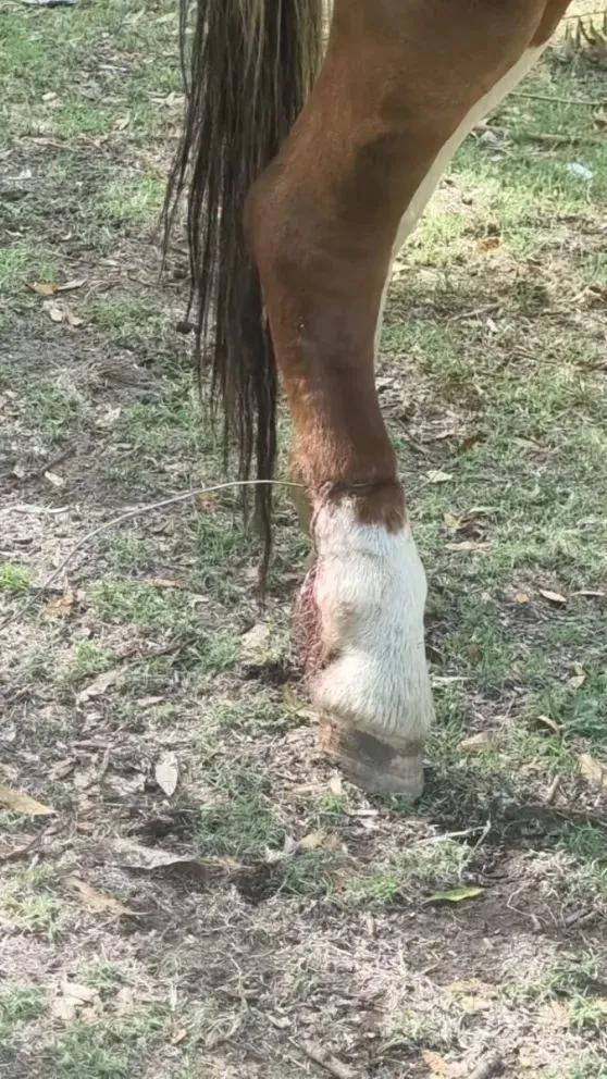 El animal llevaba varios días lastimado. (Foto: Gentileza)