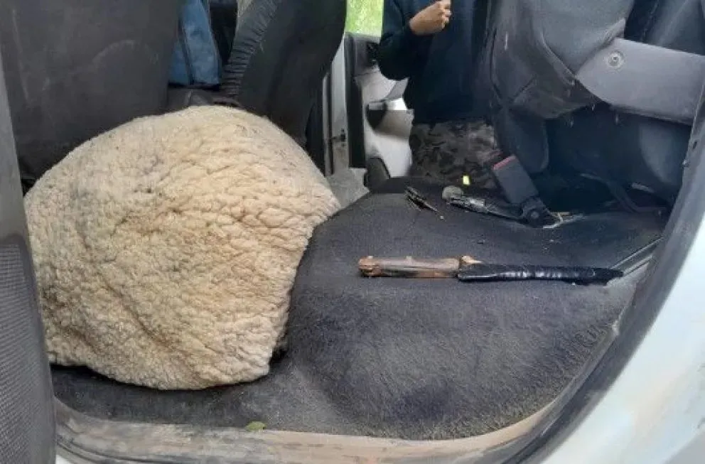 El animal ovino permanecía escondido en el piso y en el sector trasero (Foto Policía Río Negro).