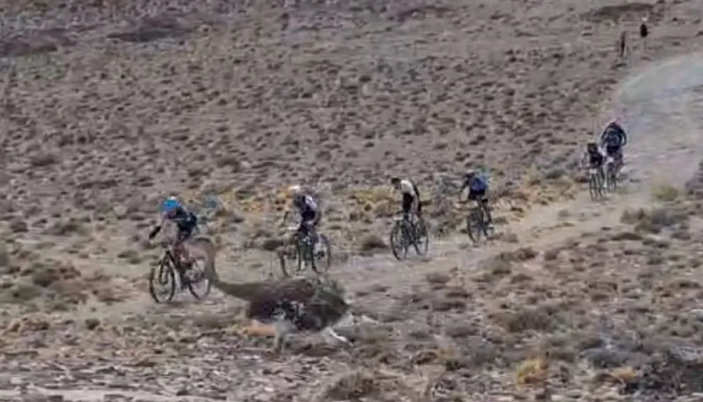 En la inmensidad del campo los ciclistas casi chocan con un choique. 