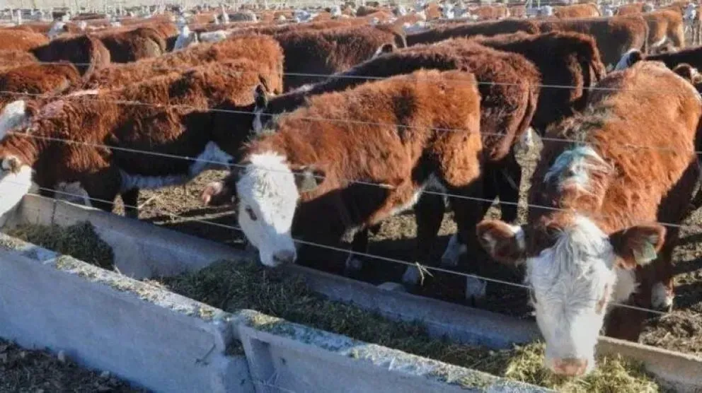 Tener el estatus de zona libre de vacunación permite ampliar los mercados de exportación de productos cárnicos. Foto (archivo).