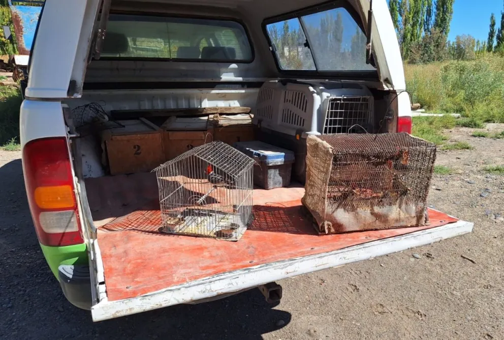 Las aves estaban en jaulas  en una chacra de Cervantes. 