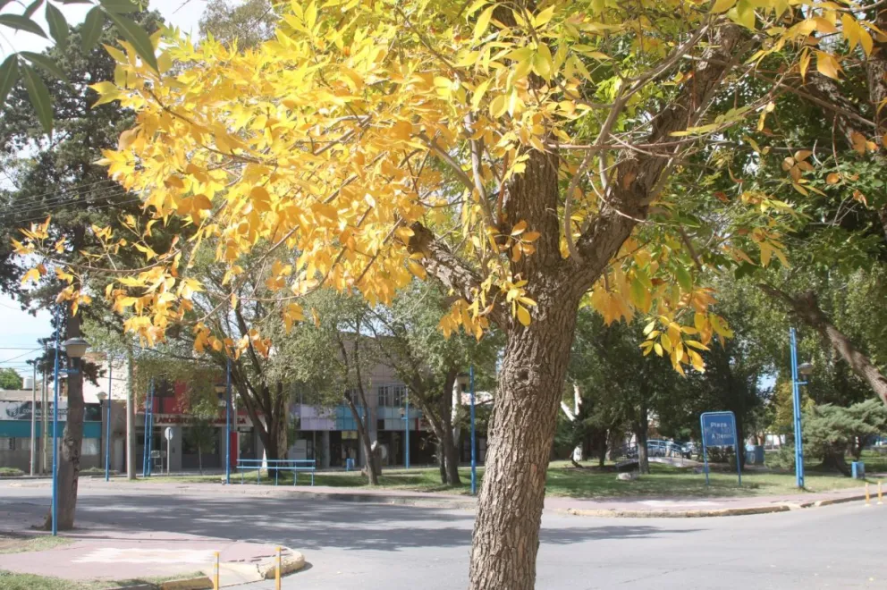 El otoño ya embellece los arboles de la ciudad. (Foto Tania Domenicucci-ANR)