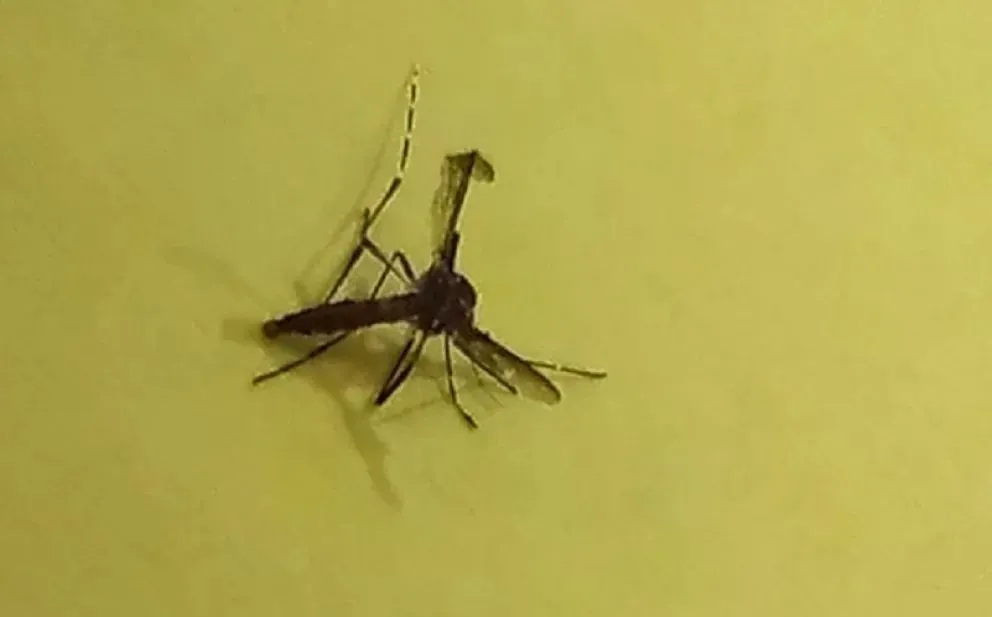 El mosquito del dengue fue hallado hoy en Villa Regina. (Foto LCR)