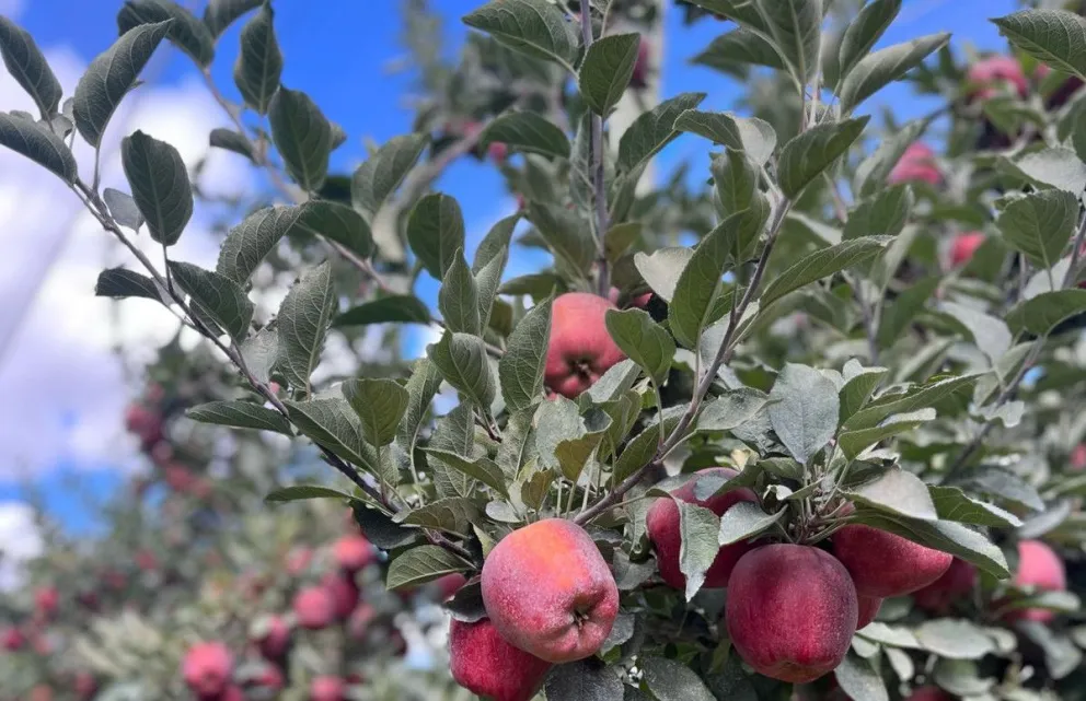 La tecnificación potencia la calidad y eficiencia en la cosecha de manzanas. (Fotos gentileza Gobierno de Río Negro)