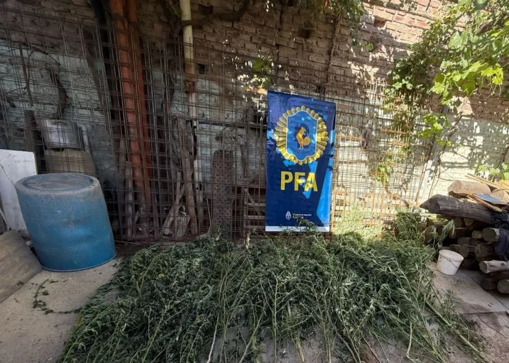 Algunas de las plantaciones se encontraban ocultas. 