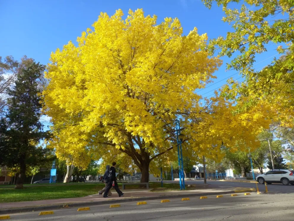  ¿Y vos, ya te sacaste tu foto con el Fresno de Roca?. (Foto: Tania Domenicucci)